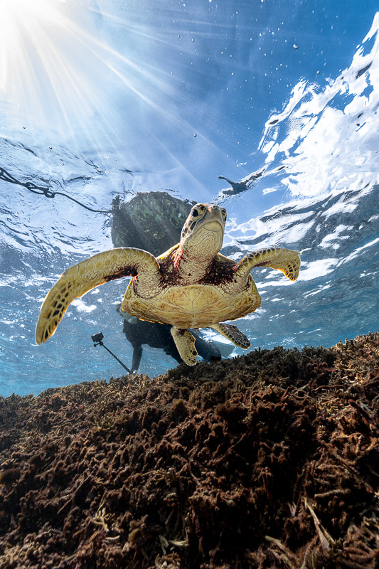 宮古島ウミガメツアーフォトギャラリー|感動の瞬間をあなたの記憶と記録に。 10 宮古島の透明度高い海を気持ち良さそうに泳ぐウミガメを間近で見れる