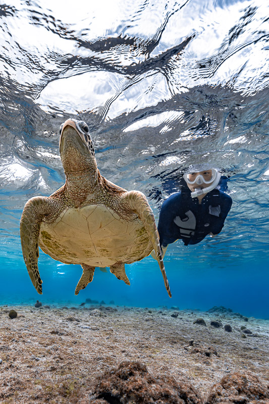 宮古島ウミガメツアーフォトギャラリー|感動の瞬間をあなたの記憶と記録に。 11 透明度高い宮古ブルーを優雅に泳ぐウミガメとあなたを撮影します