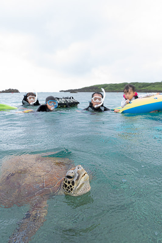 宮古島ウミガメツアーフォトギャラリー|感動の瞬間をあなたの記憶と記録に。 2 宮古島の海面へぷかっと顔を出して息継ぎするウミガメ