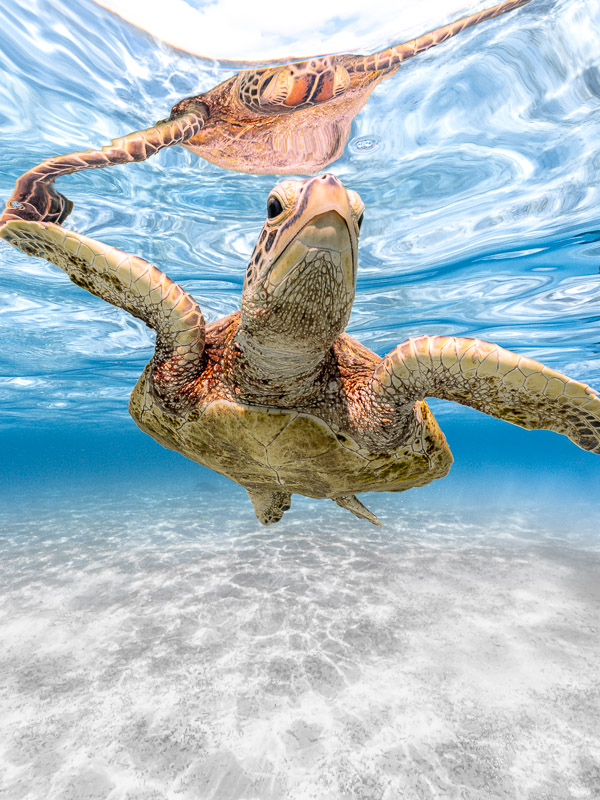 宮古島シュノーケリングツアーで感動体験 5 miyakojima-seaturtle-snorkeling