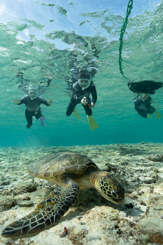 宮古島ウミガメツアーフォトギャラリー|感動の瞬間をあなたの記憶と記録に。 15 miyakojima seaturtle snorkeling25