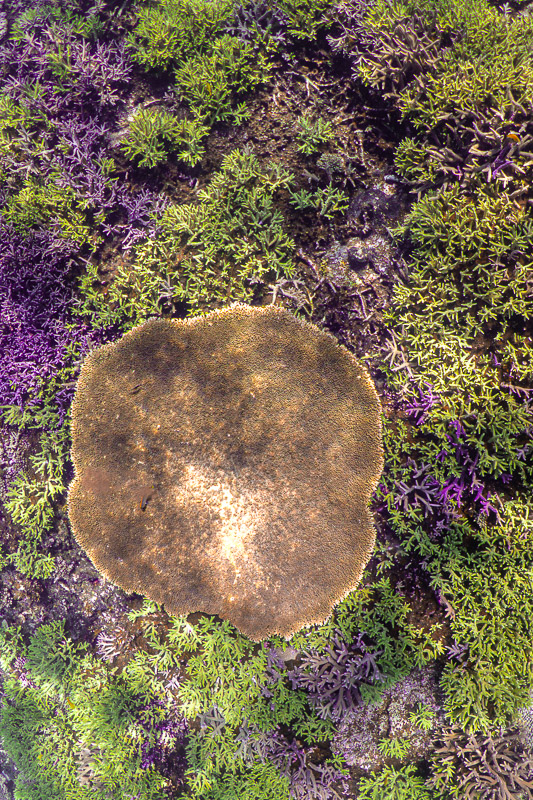 宮古島シュノーケリングツアーで感動体験 3 miyakojima yabiji snorkeling