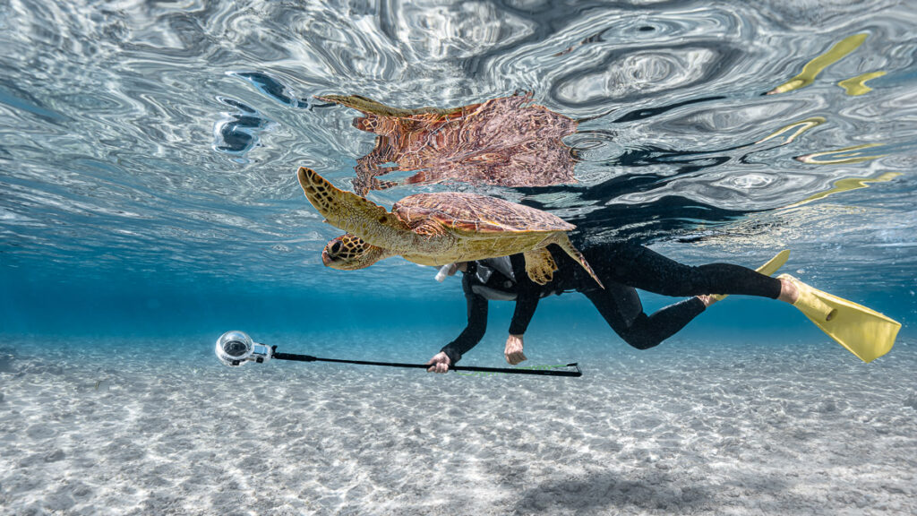 宮古島シュノーケリングツアーで感動体験 10 宮古島 ウミガメ おすすめの時間帯