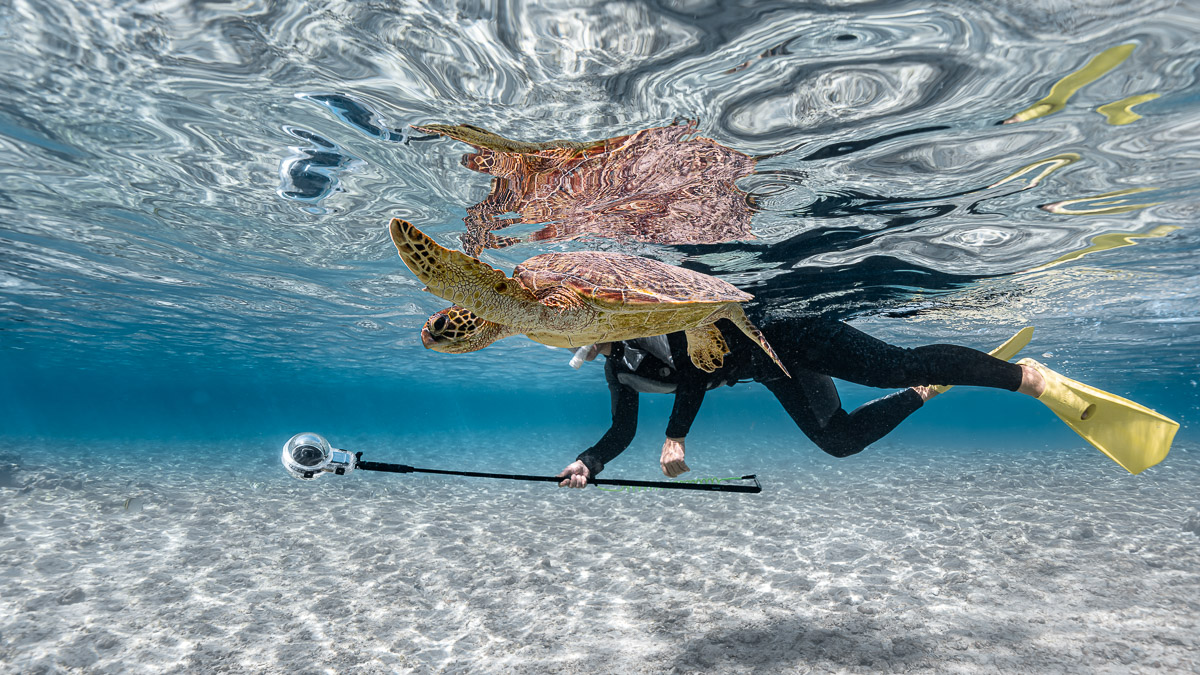 宮古島 ウミガメ おすすめの時間帯