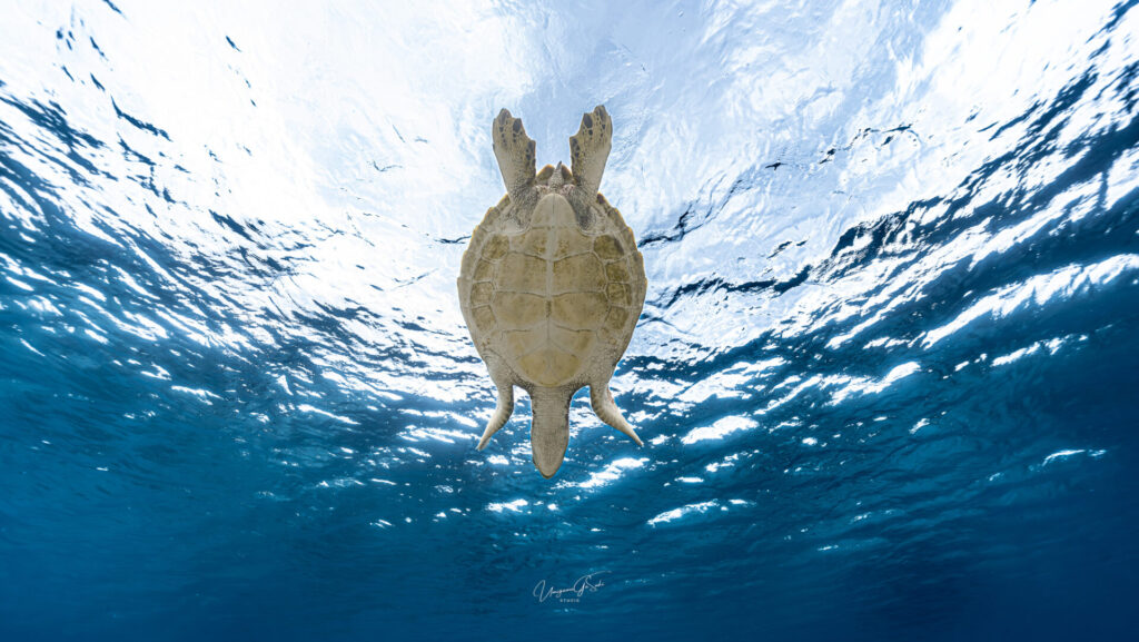 宮古島シュノーケリングツアーで感動体験 8 宮古島の早朝に撮影した、透明度高い海で泳ぐ海亀の様子