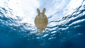 宮古島の早朝に撮影した、透明度高い海で泳ぐ海亀の様子